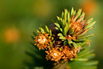 Picea abies 'Virgata' - smrk ztepilý - květenství samčí2